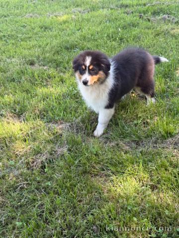 Je donne chiots berger australien mâle 