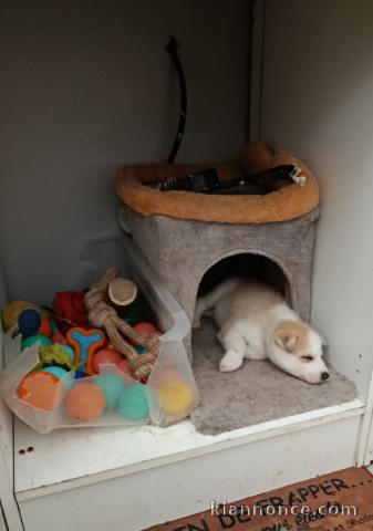 Je donne chiots Husky de Sibérie adorable 