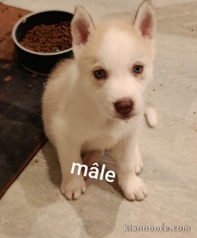 Disponible chiots Husky mâle 