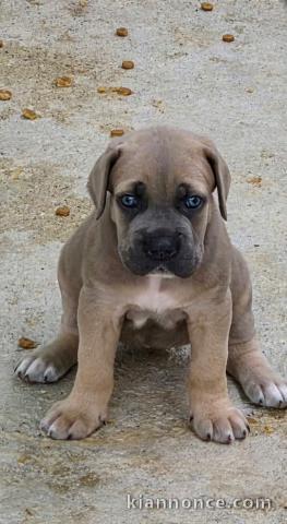 Je donne chiots cane corse disponible 