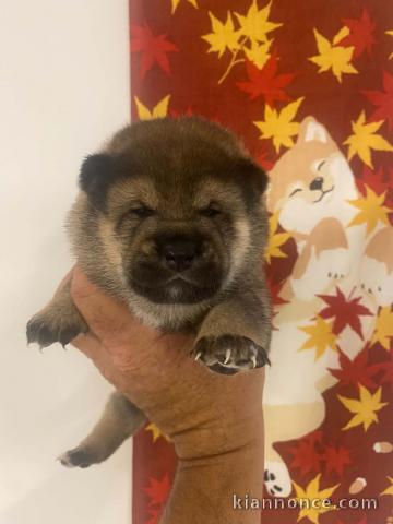 Je donne chiot shiba disponible 