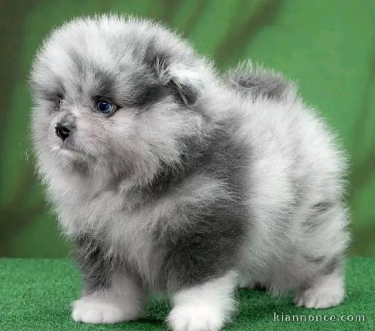 Magnifique chiots Spitz nain Poméranien 