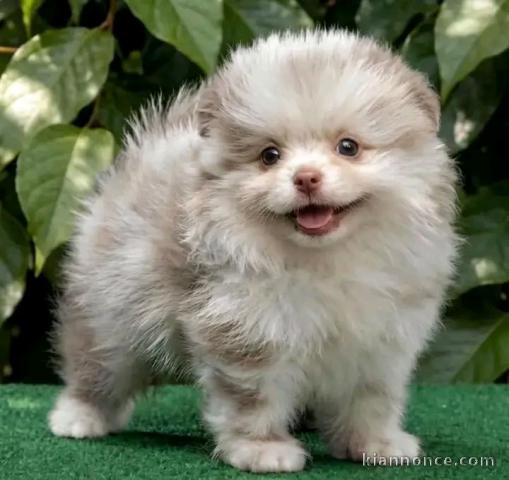 Adorable chiots spitz nain Poméranien 