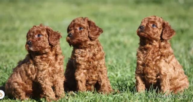 Chiots caniche toy pure race