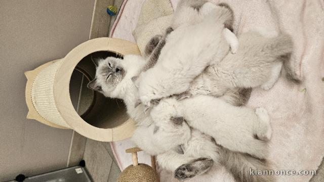 Bébé chaton ragdoll disponible mâle et femelle 