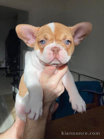 Je donne chiots bouledogue français 