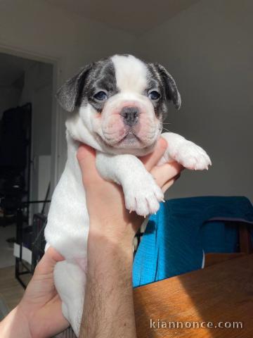 Adorable chiots bouledogue français mâle 