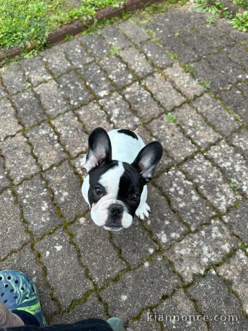 Dons chiots bouledogue français mâle 