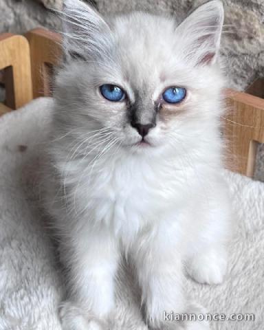 Adorable chaton sacré de brimanie disponible 