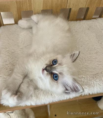 Je donne chaton sacré de brimanie 