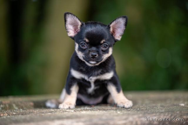 Magnifique chiots chihuahua mâle 