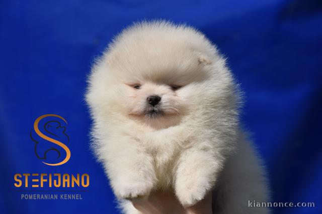 Pomeranian BOO oursons, chiots Spitz nain de Poméranie