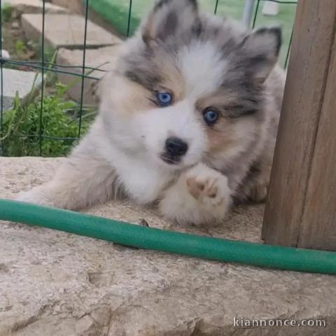 Berger australien disponible femelle 