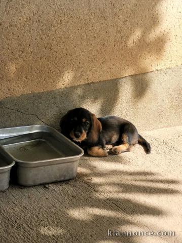 Chiots teckels nain à placer urgent 