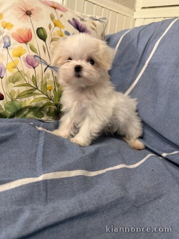 Chiots Bichon maltais disponible 