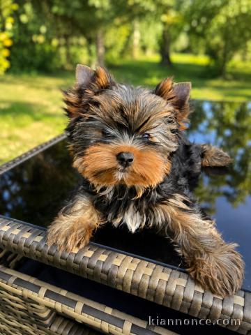 Chiots Yorkshire petit gabarit femelle 