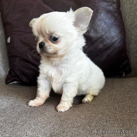 Chiots chihuahua disponible 