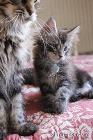 Annonces chaton Maine coon adopter 