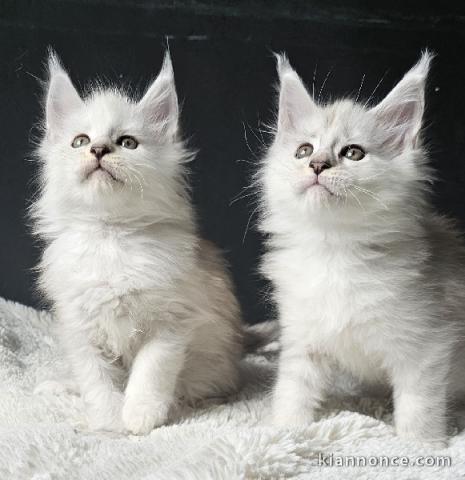 Bébé chaton Maine coon adorable 