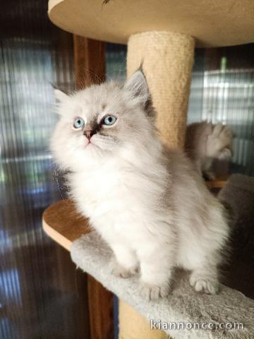 Chaton Sibérien disponible pour adoption 