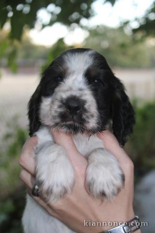 Magnifique chiots cocker anglais disponible 