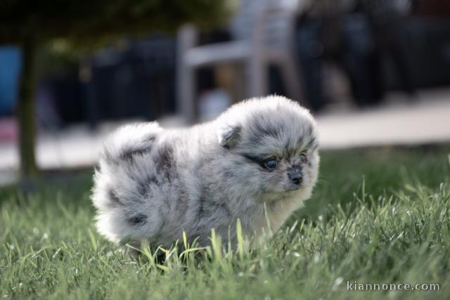Bébé chiots spitz nain disponible mâle 