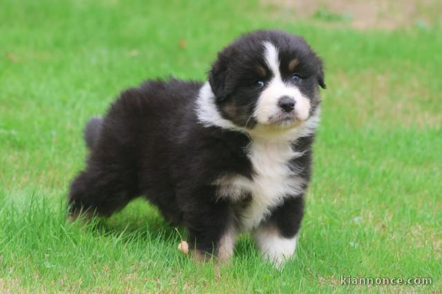 Annonces chiots berger australien disponible 