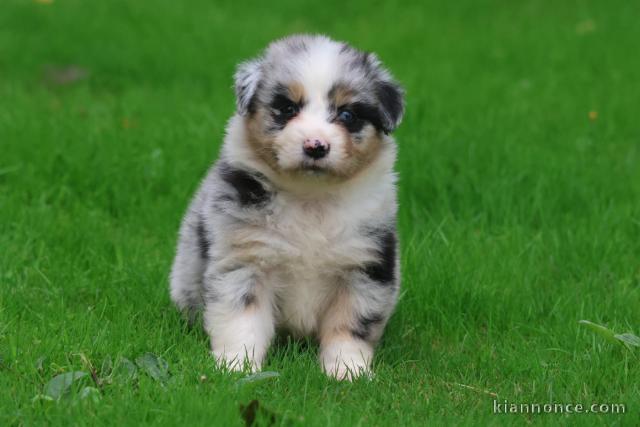 Adorable chiots berger australien mâle a donner 