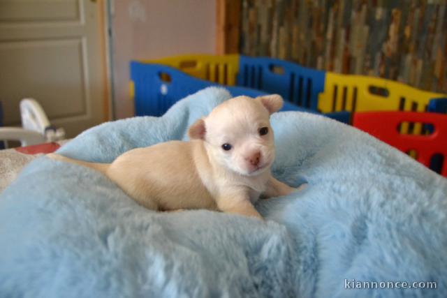 Je donne chiots chihuahua mâle 