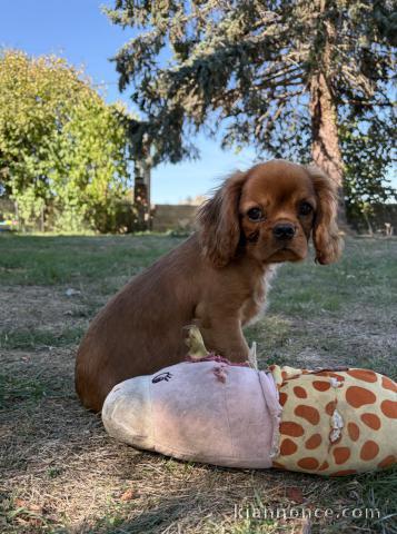 Je donne chiots cavalier King Charles mâle a donner 
