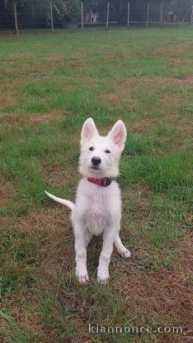 Chiot berger blanc suisse disponible 