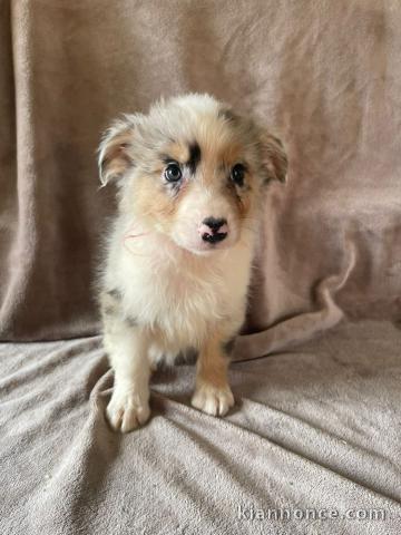 Magnifique chiots berger australien disponible 