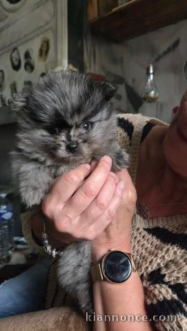 Magnifique chiots Spitz nain femelle 