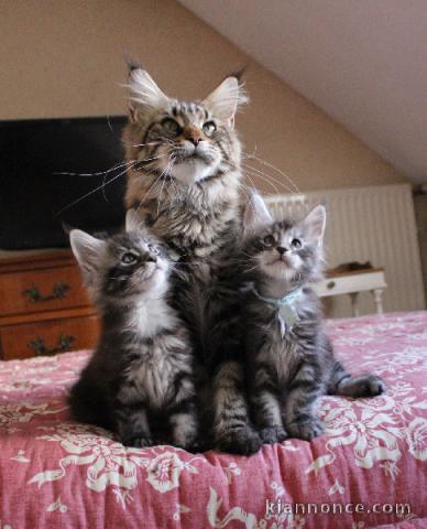 Chaton Maine coon adorable disponible 