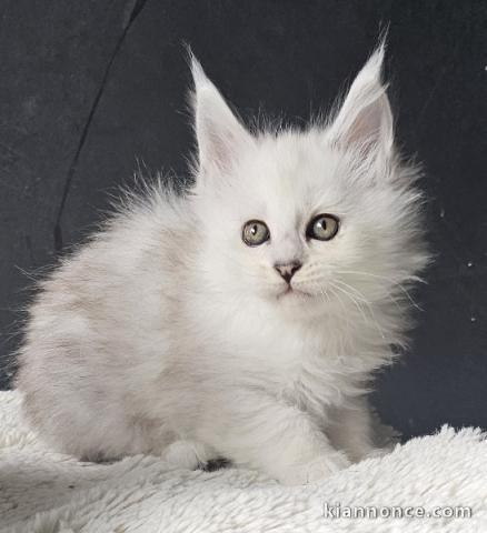 Magnifique chaton Maine coon femelle 