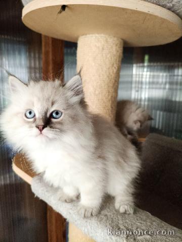 Adorable Chatons Sibérien disponible 
