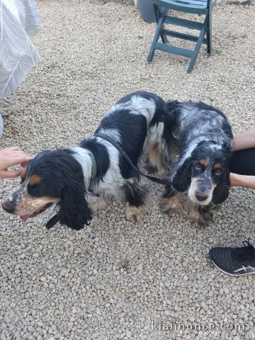 Annonces chiots cocker anglais mâle 