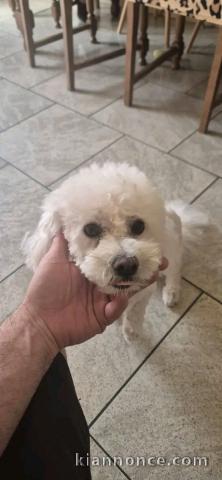 Chiots Bichon maltais disponible à adopter 