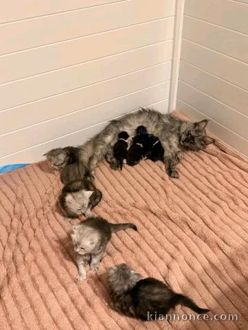 Annonces chaton Maine coon adorable 