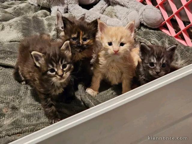 Dons bébé chaton Maine coon 