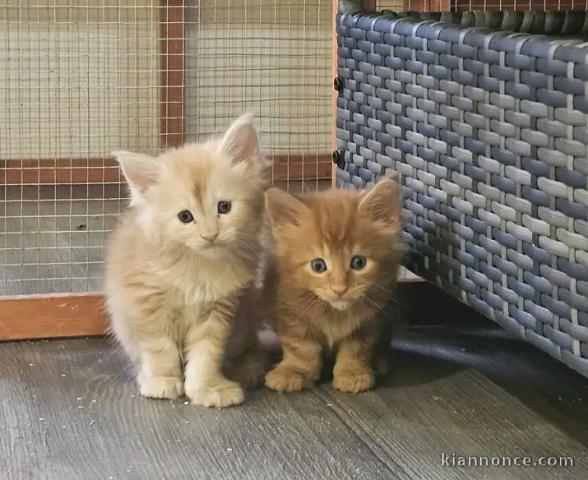 Chaton Roux race main coon disponible 