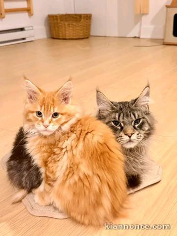 Portée des chatons Maine Coon adorable 