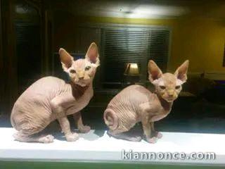 Chaton Sphynx à donner 