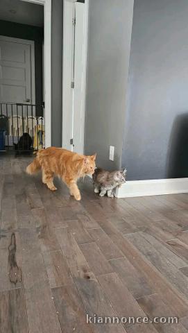 Adorable chaton Maine coon femelle 