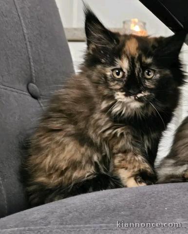 Je donne chaton Maine coon femelle 