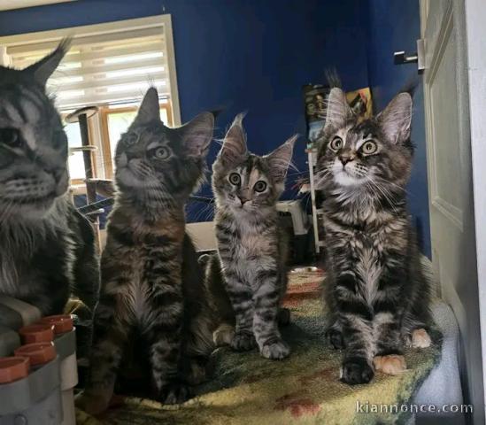 Bébé chaton Maine coon disponible 