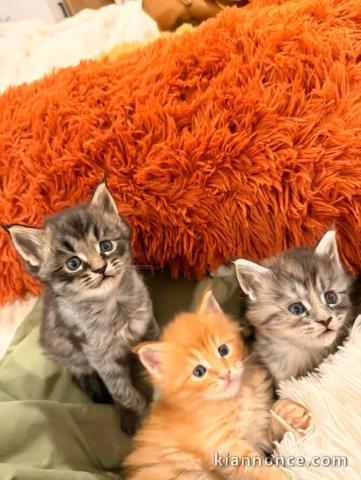 Annonces chaton Maine coon mâle disponible 