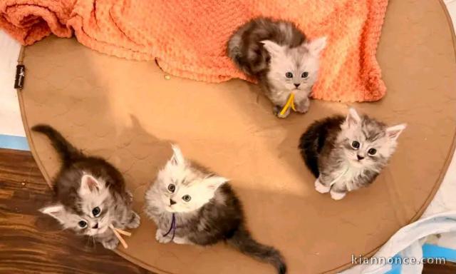 Maine coon disponible pour adoption 
