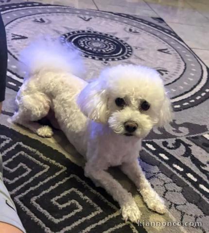 Dons bébé chiots Bichon disponible 