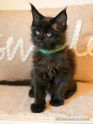 Adorable chaton Maine coon femelle 